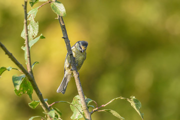 Eine Blaumeise sitzt in einem Pflaumenbaum