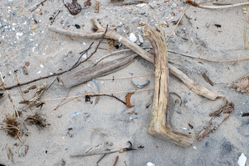drift wood and shells on the sandy western shoreline of the chesapeake bay in southern maryland at flag ponds nature park in southern maryland