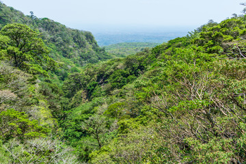 Fototapeta na wymiar Rainforest in a valley on the side of Rincón de la Vieja Volcano, Guanacaste Province, Costa Rica, Costa Rica