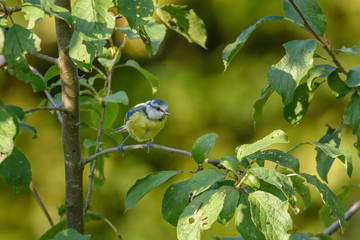 Eine Blaumeise sitzt in einem Pflaumenbaum