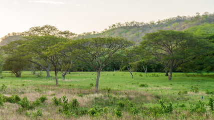 Fototapeta na wymiar Tropical dry forest in Guanacaste province of Costa Rica