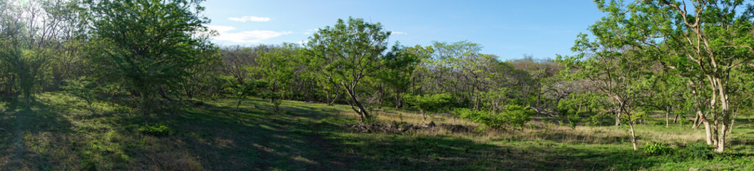 Tropical dry forest in Guanacaste province of Costa Rica