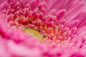 Gerbera flower petals in pink covered in water droplets
