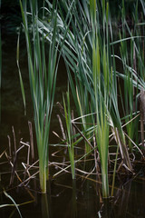 Fototapeta premium Cattails growing from pond and reeds standing tall
