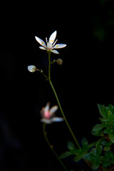 Saxifraga stellaris, starry saxifrage or hairy kidney-wort against a dark background