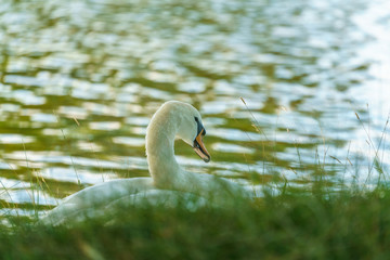 Mute swan (Cygnus olor), taken in the UK