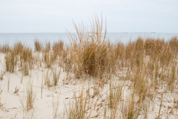 view of autumn grasses along the western shore of the chesapeake bay in southern maryland at flag ponds nature park in calvert county