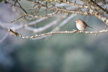 Hembra de pinzón vulgar (Fringilla coelebs)