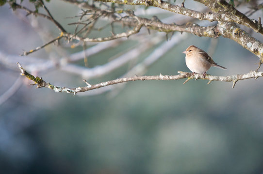 Hembra de pinz&oacute;n vulgar (Fringilla coelebs)