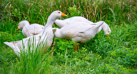 Obraz premium white geese in the garden close up