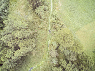 river channel overgrown with bushes, water covered with algae, drone footage