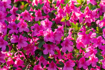 Rhododendrons flowers in pink color