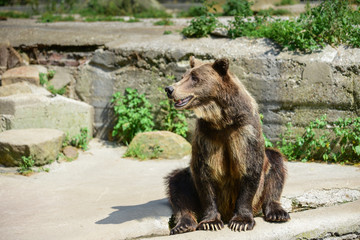brown bear sits on stones