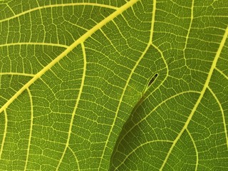Green leaves of a fig tree. Fig leaf, gradient background, close-up. The structure of a green leaf with a small vein.