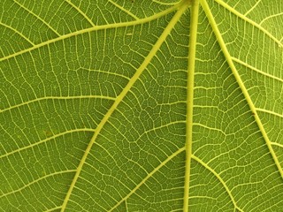 Green leaves of a fig tree. Fig leaf, gradient background, close-up. The structure of a green leaf with a small vein.