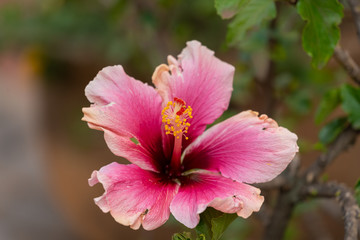 A bright pink hibiscus flower