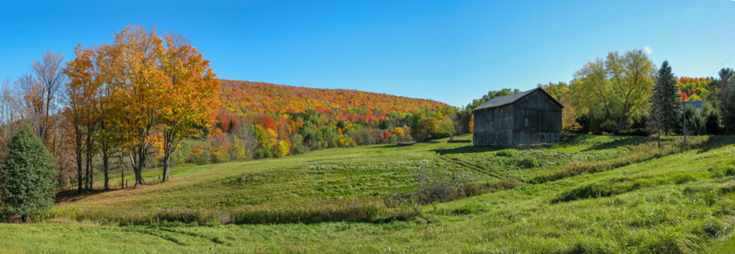 Autumn Leaves In Forest,Pennsylvania