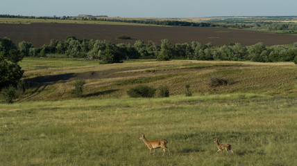 Deer in the steppe in Russia, aerial photo