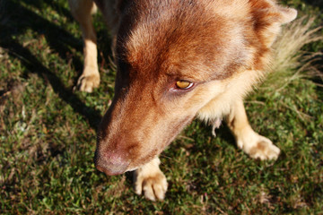 wild wolf dog in nature