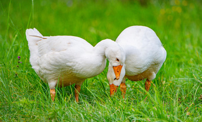 white geese in the garden close up