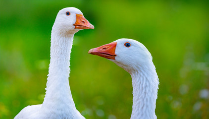 white geese in the garden close up