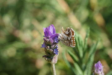 Geranium Bronze Butterfly(Cacyreus marshalli), South Africa