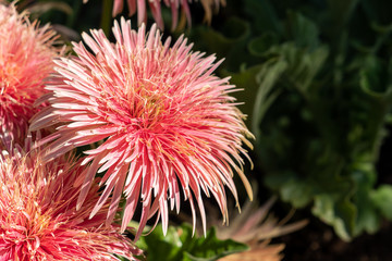 A double Gerbera in pink