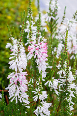 Beautiful spring flower with water drop after rain. close up details