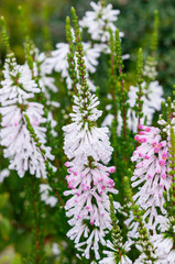 Beautiful spring flower with water drop after rain. close up details