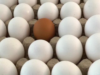 Brown egg in a tray with white eggs. Tray with chicken white eggs, one brown egg in the middle. Concept - 