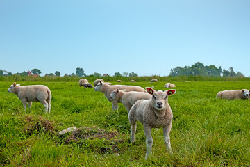 Fototapeta premium Lambs in the meadow in spring in the Netherlands