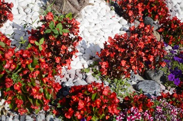 Macédoine du Nord : Parterres de fleurs à Lagadin (région d’Ohrid)