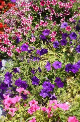 Obraz premium Macédoine du Nord : Parterres de fleurs à Lagadin (région d’Ohrid)