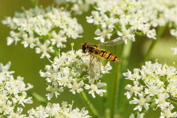 Hoverfly (Eupeodes latifasciatus) in the UK