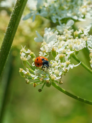 seven-spotted Ladybird (Coccinella septempunctata) in the UK