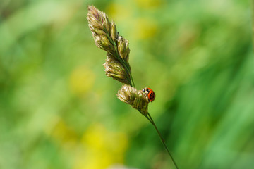 Sixteen-Spot Ladybird (Halyzia sedecimpunctata) in the UK