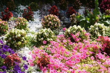 Macédoine du Nord : Parterres de fleurs à Lagadin (région d’Ohrid)