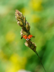 Sixteen-Spot Ladybird (Halyzia sedecimpunctata) in the UK