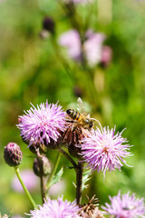 Honeybee (Apis mellifera) in the UK