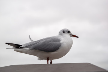 A seagull is sitting on the wall