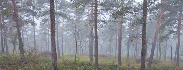 Fototapeta na wymiar bosque en la niebla primaveral
