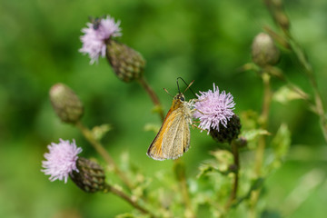 Lulworth Skipper (Thymelicus acteon), taken in the UK