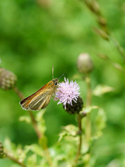 Lulworth Skipper (Thymelicus acteon), taken in the UK