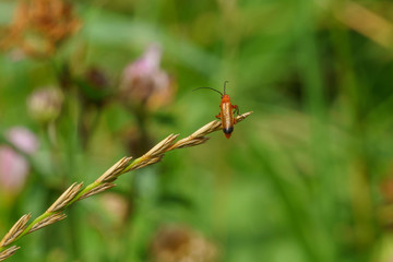 Red Soldier Beetle (Rhagonycha fulva)