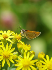 Lulworth Skipper (Thymelicus acteon), taken in the UK
