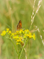 Gatekeeper Butterfly (Pyronia tithonus), taken in the UK