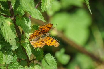 Comma Buterfly (Polygonia c-album), taken in the UK