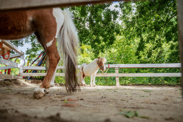Picture of adorable pony horses standing outdoors near fence.
