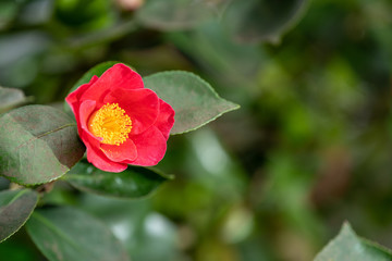 A bright red camelia flower