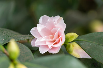 A soft pink camelia flower